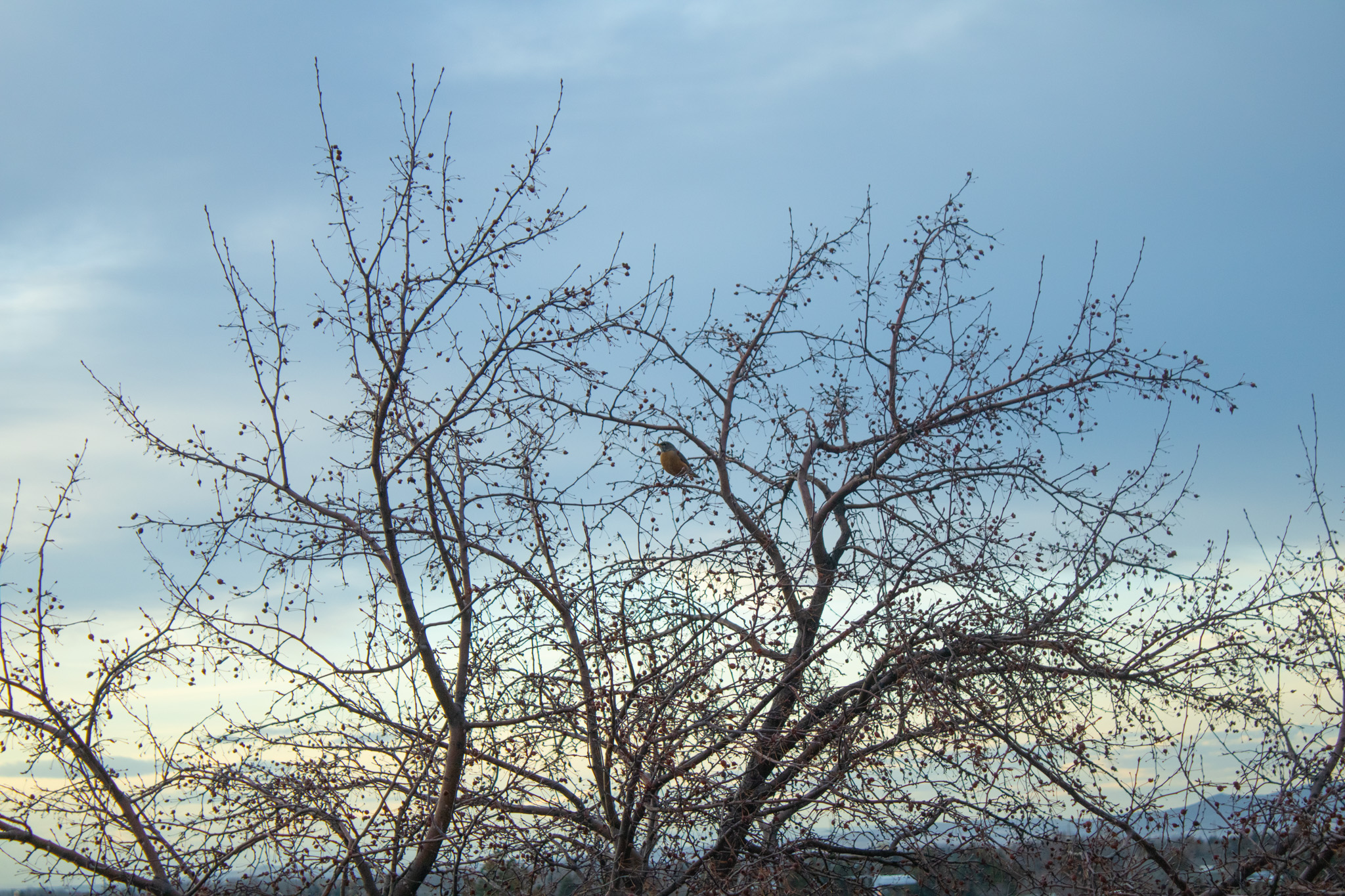 Bird Sitting in a tree